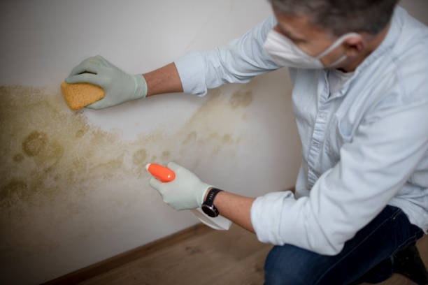 Best Black Mold Remediation in Eufaula, OK