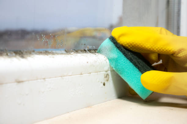 Best Localized Mold Remediation (e.g., coastal areas, humid climates) in Eufaula, OK