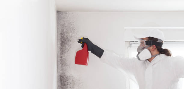 Best Post-Flood Mold Remediation in Eufaula, OK