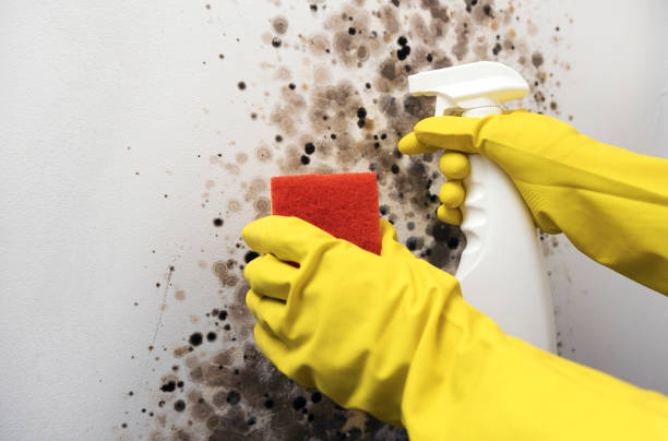 Best HVAC Mold Remediation in Eufaula, OK