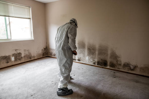 Best Attic Mold Remediation in Eufaula, OK