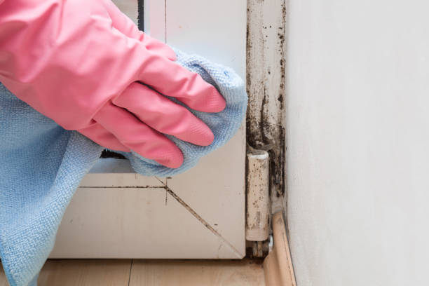 Best White Mold Remediation in Eufaula, OK